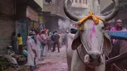 Josh Gates et les lieux de légende Anges ou démons ?