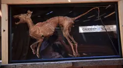 Josh Gates et les trésors perdus À la poursuite du Chupacabra