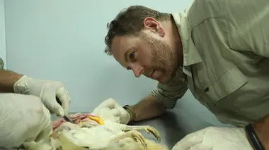 Josh Gates et les trésors perdus À la poursuite du Chupacabra