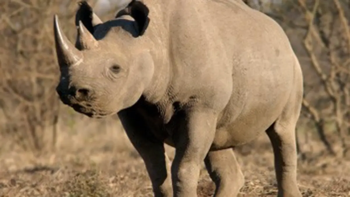 Journal d'une réserve africaine Rhinocéros noirs en danger