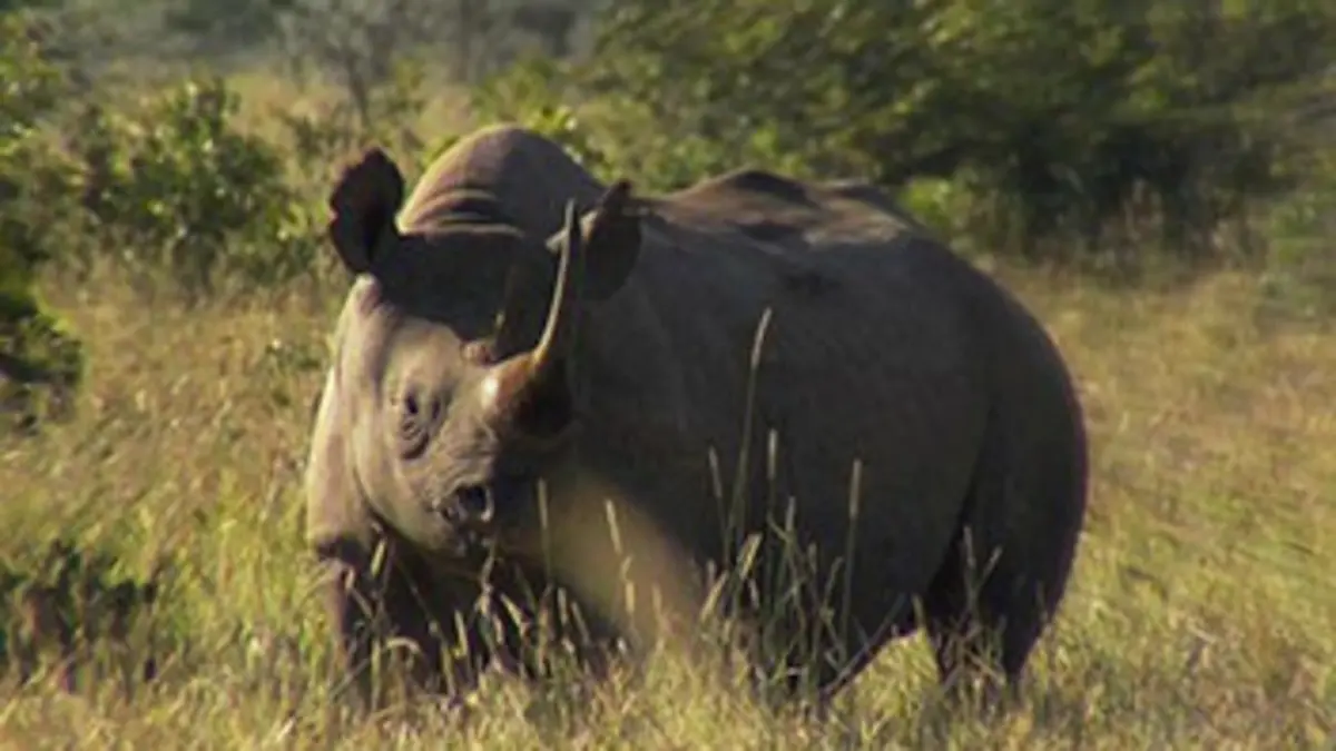 Journal d'une réserve africaine Les rhinocéros de l'espoir