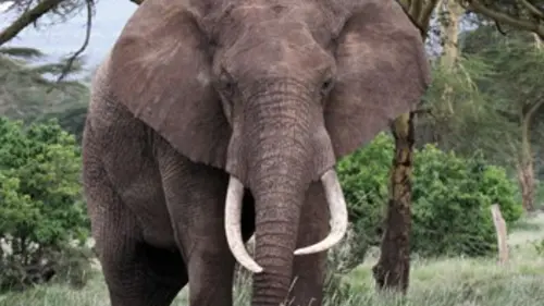 Journal d'une réserve africaine Eléphants en fuite
