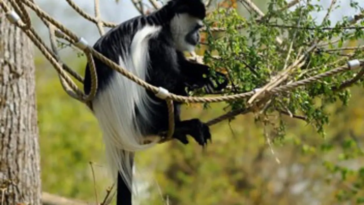 Journal d'une réserve africaine Le retour des singes colobes