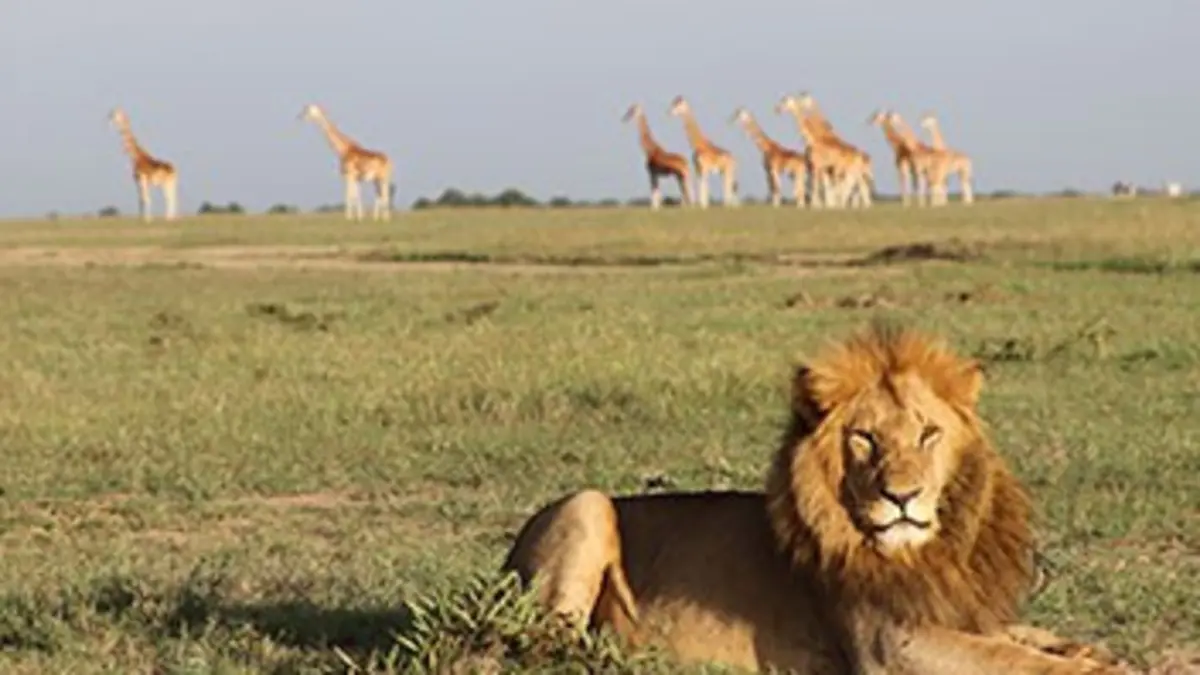 Journal d'une réserve africaine Sur la piste du lion