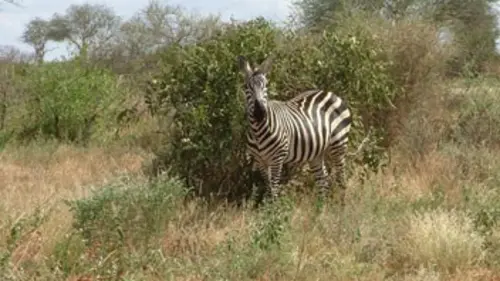 Journal d'une réserve africaine Le soleil implacable