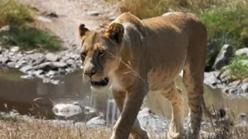 Journal d'une réserve africaine Eclipse sur la savane