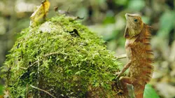 Judi Dench : mission sauvage à Borneo Episode 2