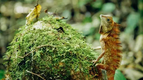 Judi Dench : mission sauvage à Borneo Episode 2