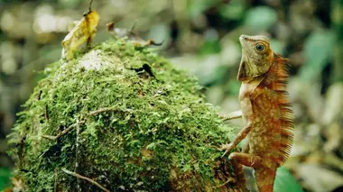 Judi Dench : mission sauvage à Borneo Episode 2