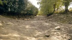 Julien, le marais et la libellule