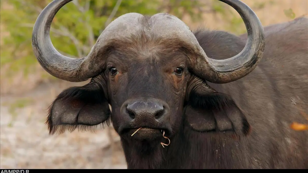 Jungle Planet E26 Forêts en danger