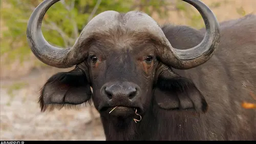 Jungle Planet E14 Les chênes verts