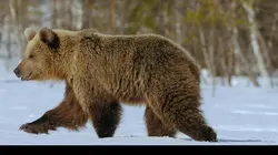 Jungle Planet E16 Les forêts galeries