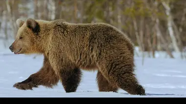 La jungle australienne