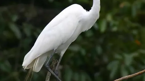 Jungle Planet E24 La forêt de genevriers