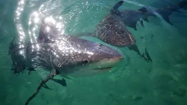Jungle Shark