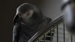 Jusqu'à ce que la mort nous sépare  Ne tirez pas !