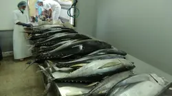 Justicier des océans