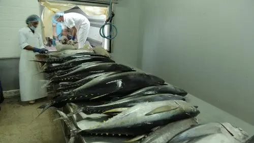 Casting Justicier des océans Le crime