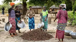 Kadoua et les cueilleuses de karité burkinabè