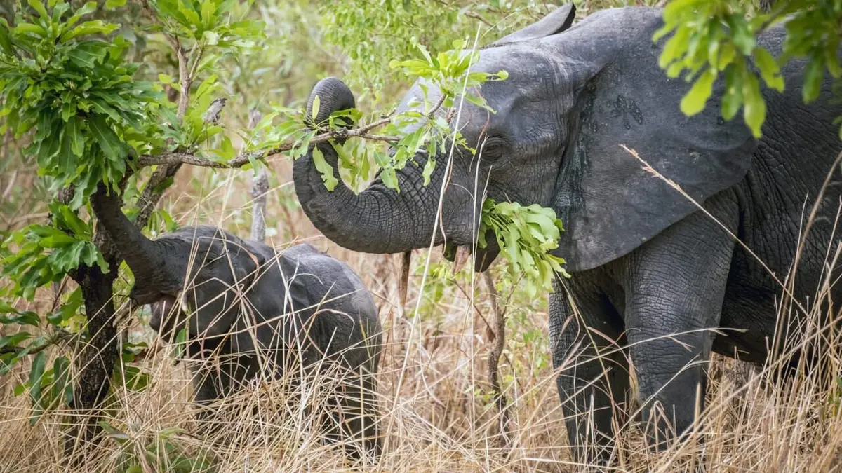 Kadoua et les cueilleuses de karité burkinabè