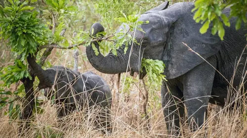 Kadoua et les cueilleuses de karité burkinabè