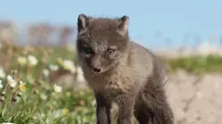 Visuel de Kala, le renard arctique