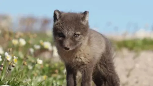 Kala, le renard arctique