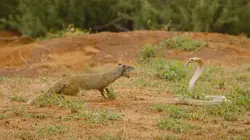 Kalahari, l'autre loi de la jungle Acte 1
