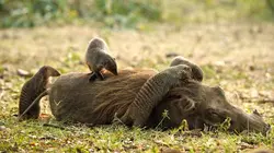 Kalahari, l'autre loi de la jungle Acte 1