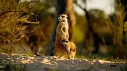 Kalahari, l'autre loi de la jungle Acte 2