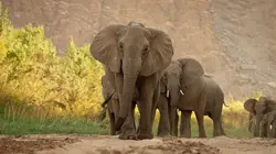 Kalahari, l'autre loi de la jungle Acte 2