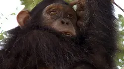 Visuel de Kalinzu, la forêt des chimpanzés