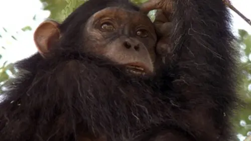 Kalinzu, la forêt des chimpanzés