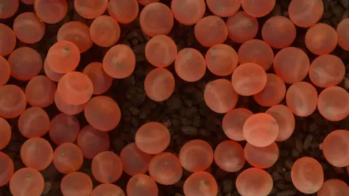 Kamtchatka, au pays des saumons rouges