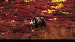 Kamtchatka, la chevauchée sauvage