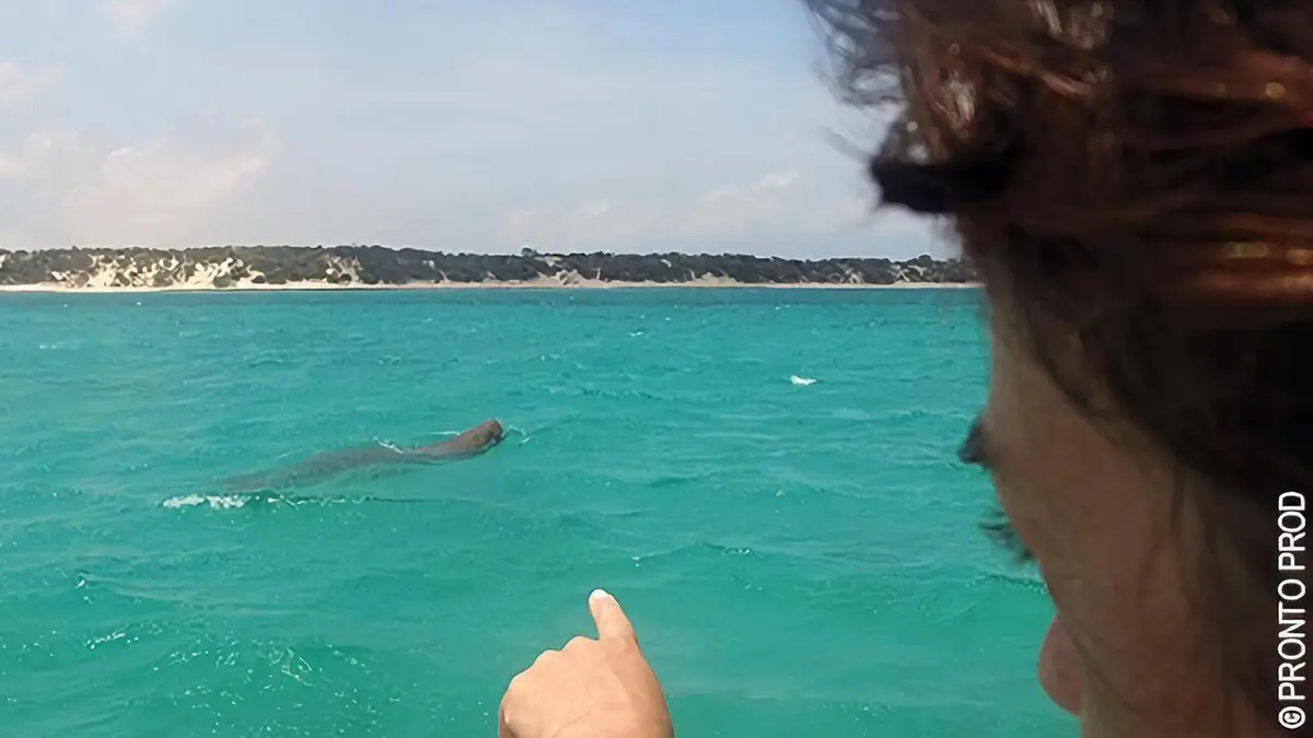 Karen au pays des Dugongs