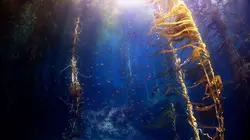 Kelp ! I need somebody