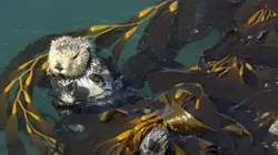 Kelp ! I need somebody
