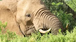 Kenya : au rythme des pluies