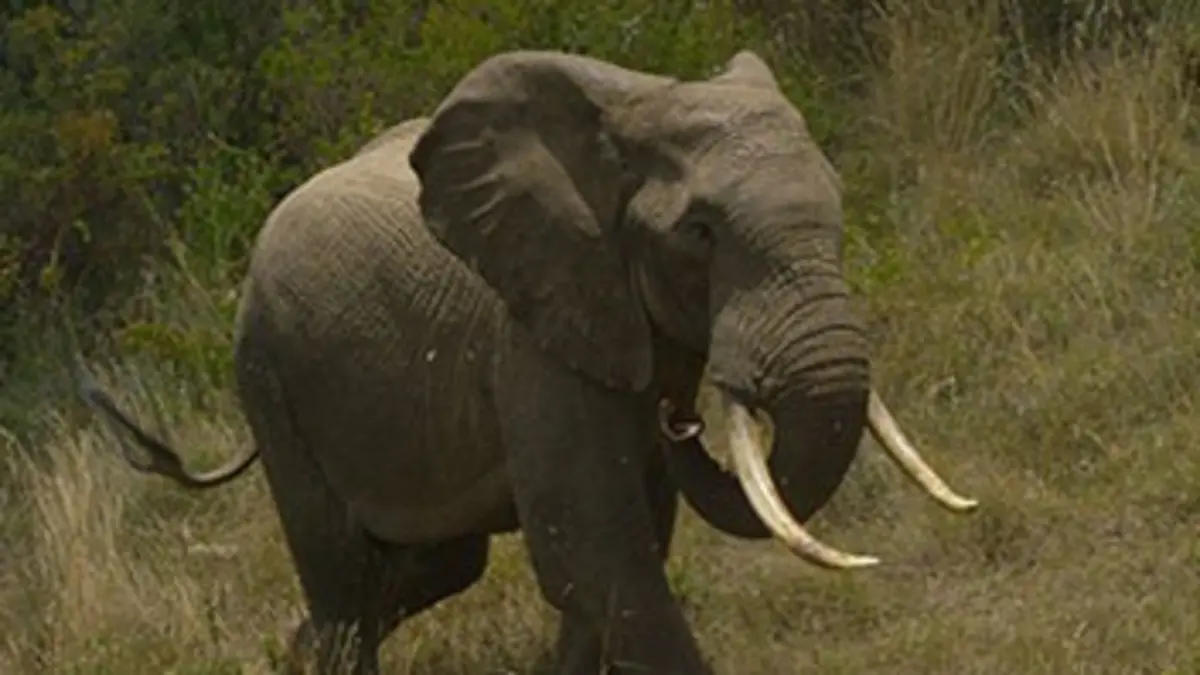 Kenya, chroniques de la vie sauvage Lewa : le refuge des éléphants