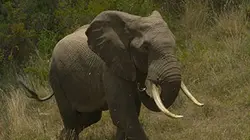 Visuel de Kenya, chroniques de la vie sauvage