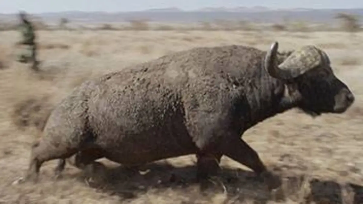 Kenya, chroniques de la vie sauvage Cohabitation humaine et animale difficile