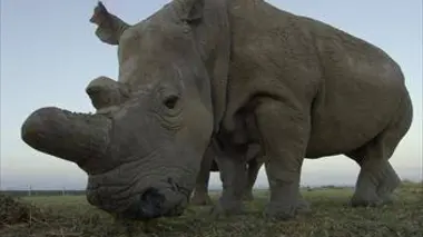 Sera, une nouvelle maison pour le rhinocéros noir