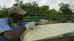 Visuel de Kenya, chroniques de la vie sauvage
