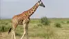2025 • Kenya, des girafes pour la paix
