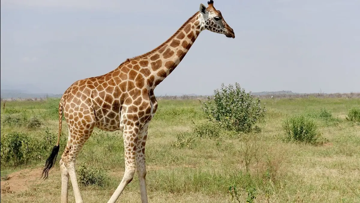Kenya, des girafes pour la paix