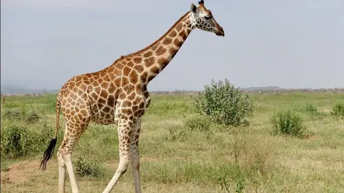 Kenya, des girafes pour la paix