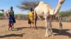 2025 • Kenya, le pari du lait de chamelle