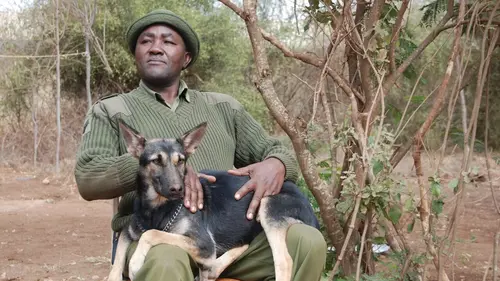 Kenya, les chiens au secours des éléphants
